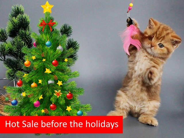 Kittens for Sale blog #