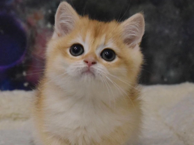 Kittens for Sale blog #