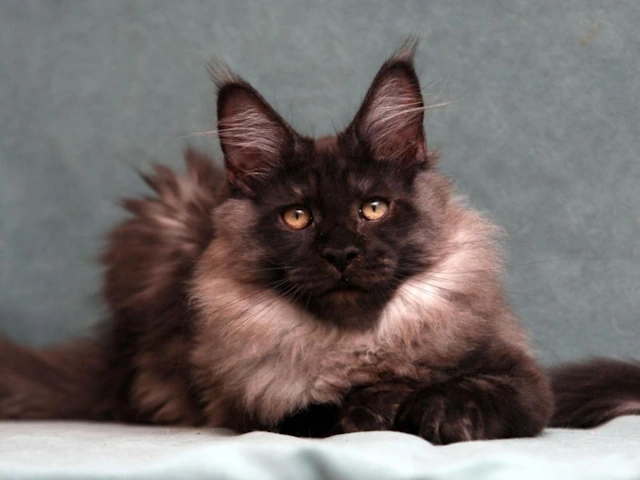 Kittens for Sale blog #