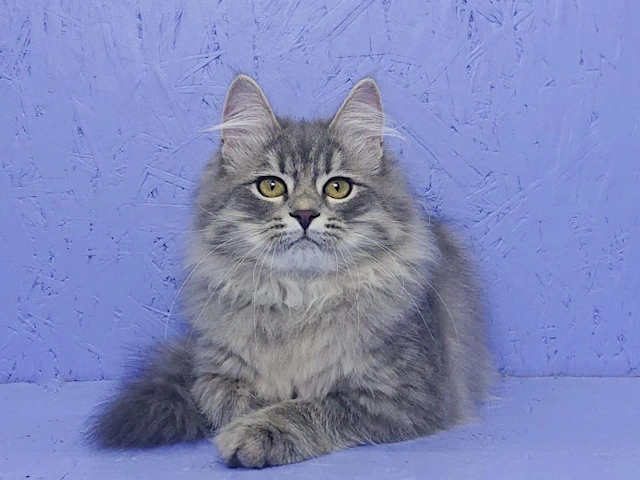 Kittens for Sale blog #