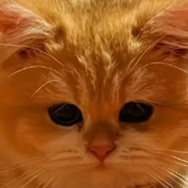 Our Clients Say - Konpeito